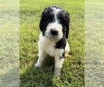 Small #6 Bernedoodle-Poodle (Standard) Mix