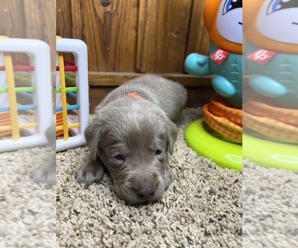 Medium Photo #2 Labrador Retriever Puppy For Sale in NEOLA, WV, USA