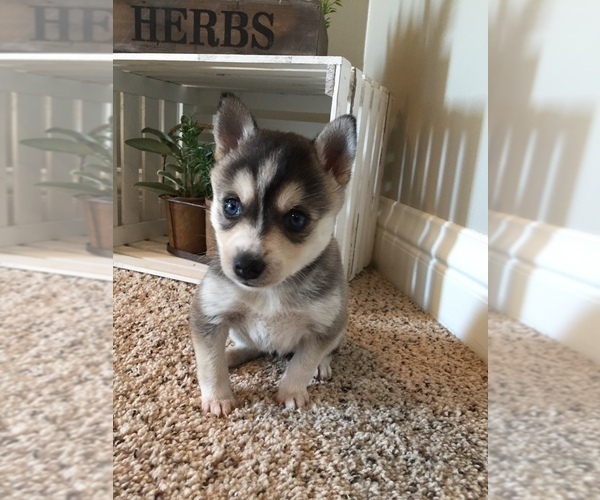 Medium Photo #4 Alaskan Klee Kai Puppy For Sale in WINCHESTER, OH, USA