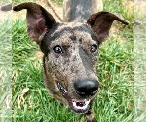 Catahoula Leopard Dog-Unknown Mix Dogs for adoption in Jefferson, WI, USA