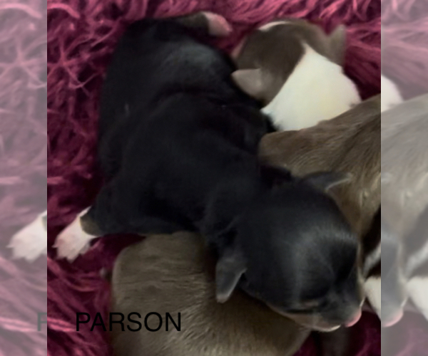 Medium Photo #7 Yorkshire Terrier Puppy For Sale in AZLE, TX, USA