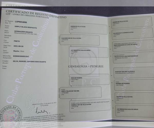 Medium Photo #1 Schnauzer (Giant) Puppy For Sale in Guimaraes, Braga, Portugal