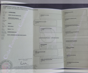 Mother of the Schnauzer (Giant) puppies born on 02/05/2026