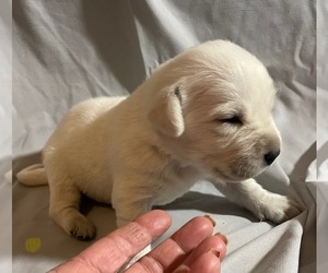Labrador Retriever Puppy for sale in OSYKA, MS, USA