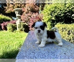 Medium Shih Tzu