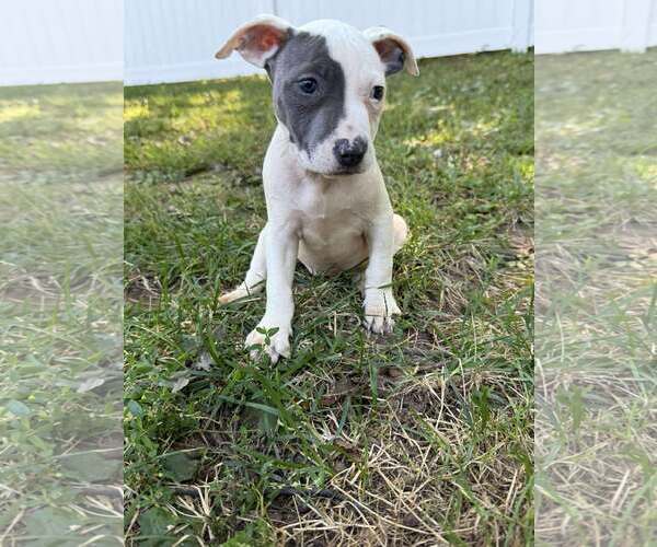 Medium Photo #2 Staffordshire Bull Terrier-Unknown Mix Puppy For Sale in pomfret, CT, USA