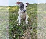 Small #1 Staffordshire Bull Terrier Mix