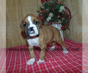 Boxer Puppy for sale in CABOOL, MO, USA