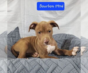 American Pit Bull Terrier-Unknown Mix Dogs for adoption in Foristell, MO, USA