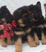 Small Photo #13 German Shepherd Dog Puppy For Sale in PORTERVILLE, CA, USA