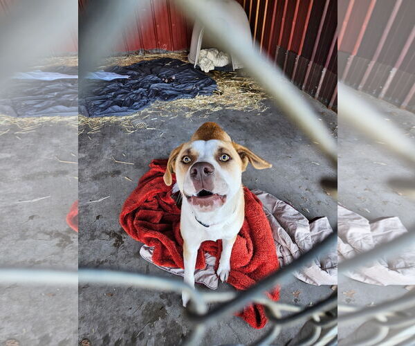Medium Photo #5 Border Collie-Unknown Mix Puppy For Sale in Monte Vista, CO, USA