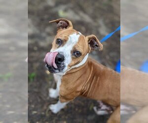 Boxer-Unknown Mix Dogs for adoption in New York, NY, USA