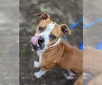 Small Boxer Mix