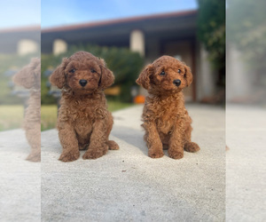 Poodle (Toy) Puppy for sale in BAKERSFIELD, CA, USA