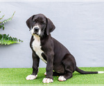 Small Photo #130 Great Dane Puppy For Sale in WAKARUSA, IN, USA