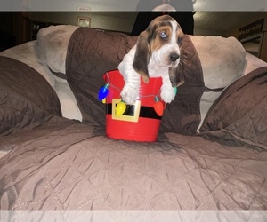 Basset Hound Puppy for sale in BRONSON, OH, USA