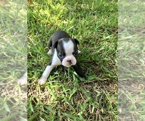 Boston Terrier Puppy for sale in CONVERSE, TX, USA