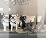 Puppy Puppy 2 French Bulldog