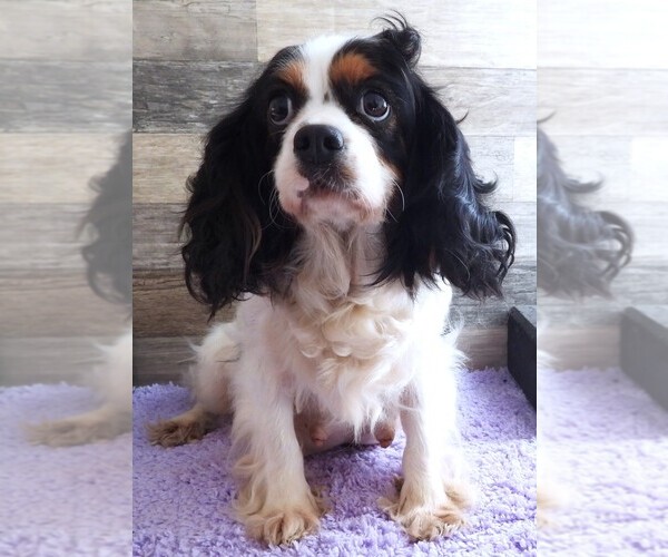 Medium Photo #1 Cavapoo (Miniature) Puppy For Sale in CARLISLE, KY, USA