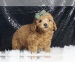 Puppy Aiden AKC Poodle (Toy)