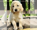 Small Photo #40 Golden Retriever Puppy For Sale in AMITY, AR, USA