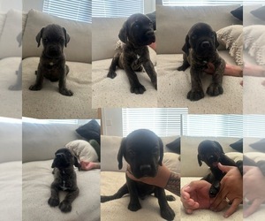 Cane Corso Puppy for Sale in LA PUENTE, California USA