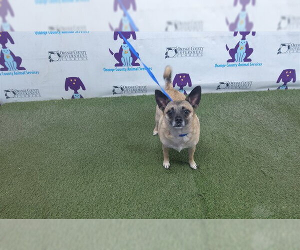 Medium Photo #1 Chihuahua-Unknown Mix Puppy For Sale in Orlando, FL, USA