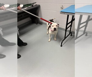 Mutt Dogs for adoption in St. Cloud, FL, USA