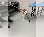 Small Mutt