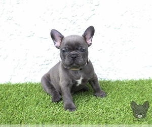 French Bulldog Puppy for sale in POWAY, CA, USA