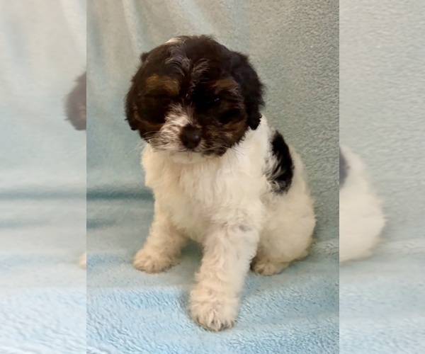 Medium Photo #7 Cavapoo (Miniature) Puppy For Sale in FAIR HAVEN, MI, USA