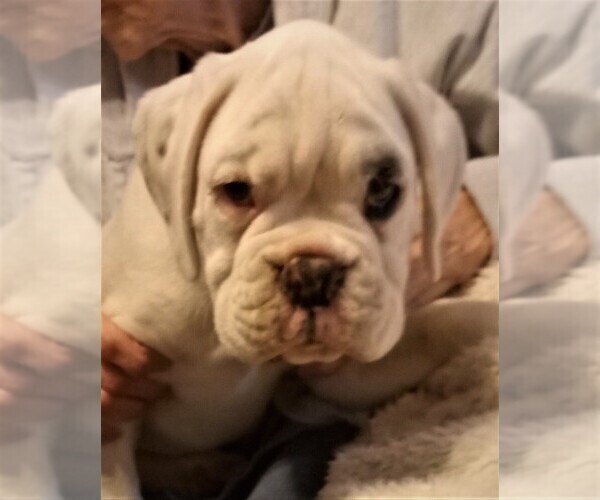 Medium Photo #1 Boxer Puppy For Sale in LIVERMORE, CA, USA
