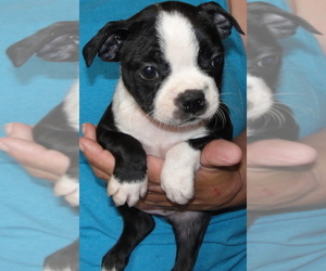 Boston Terrier Puppy for Sale in CRKD RVR RNCH, Oregon USA