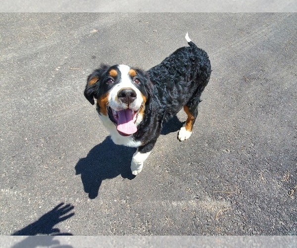 Medium Photo #34 Bernese Mountain Dog Puppy For Sale in PEYTON, CO, USA