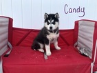 Small Photo #1 Siberian Husky Puppy For Sale in MILLERSBURG, IN, USA