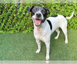 Pointer Dogs for adoption in West Palm Beach, FL, USA