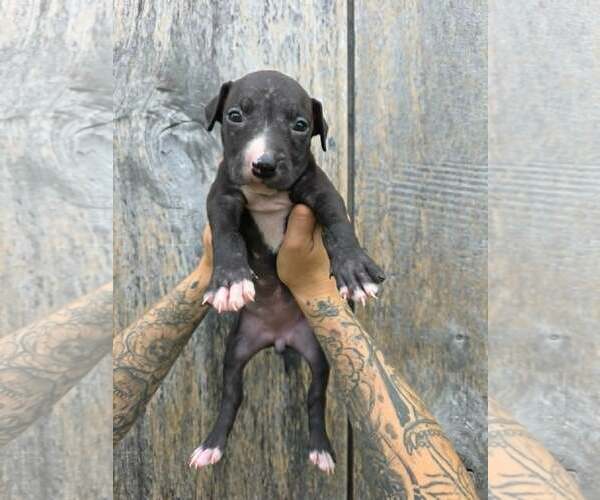 Medium Photo #1 American Pit Bull Terrier-American Staffordshire Terrier Mix Puppy For Sale in Frankenmuth, MI, USA