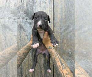 American Pit Bull Terrier-American Staffordshire Terrier Mix Dogs for adoption in Frankenmuth, MI, USA