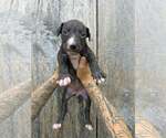 Small American Pit Bull Terrier-American Staffordshire Terrier Mix