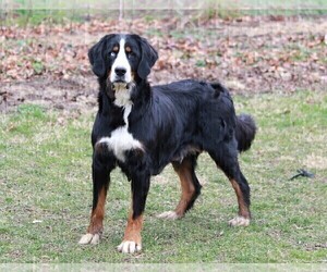 Mother of the Bernese Mountain Dog puppies born on 12/09/2021