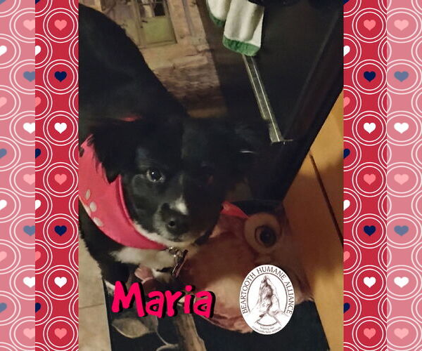 Medium Photo #3 Australian Shepherd Puppy For Sale in Red Lodge, MT, USA