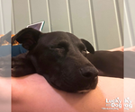 Small #6 Labrador Retriever Mix