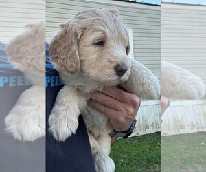 Labradoodle Puppy for sale in MIDDLEPORT, OH, USA