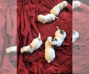 Coton de Tulear Puppy for sale in RUBICON, WI, USA