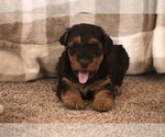 Small Photo #8 Airedale Terrier Puppy For Sale in EWING, IL, USA