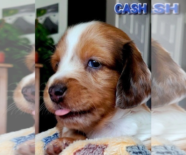 Medium Photo #1 Dachshund Puppy For Sale in THORNTON, CO, USA