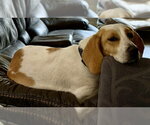 Small #6 Beagle Mix