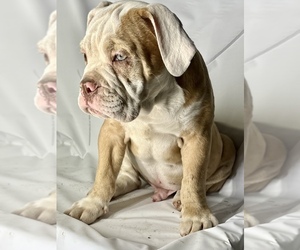 Olde English Bulldogge Puppy for sale in BAY POINT, CA, USA