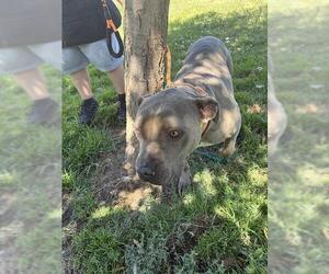 American Pit Bull Terrier Dogs for adoption in Modesto, CA, USA