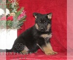 Small #1 German Shepherd Dog